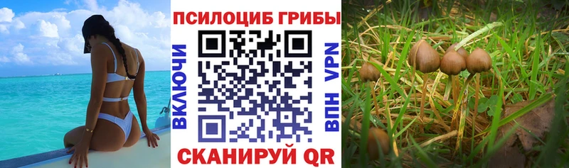 купить закладку  Бавлы  Псилоцибиновые грибы MAGIC MUSHROOMS 